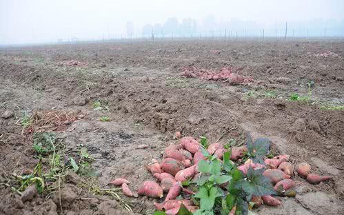 紅薯滯銷(xiāo)，汗水與淚水交織的秋收之痛