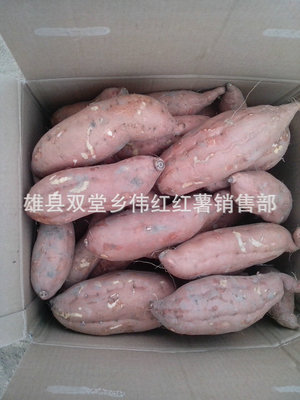 電烤紅薯新風(fēng)尚 雄縣雙堂鄉(xiāng)偉紅紅薯銷(xiāo)售部長(zhǎng)期專(zhuān)業(yè)供應(yīng)